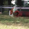 foire-haricots 2011-09-17et18